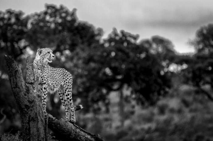 Знімки Кріса Реншоу, кращого фотографа Африки цього року (15 фото)