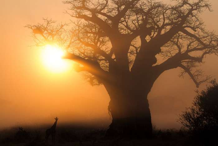 Знімки Кріса Реншоу, кращого фотографа Африки цього року (15 фото)