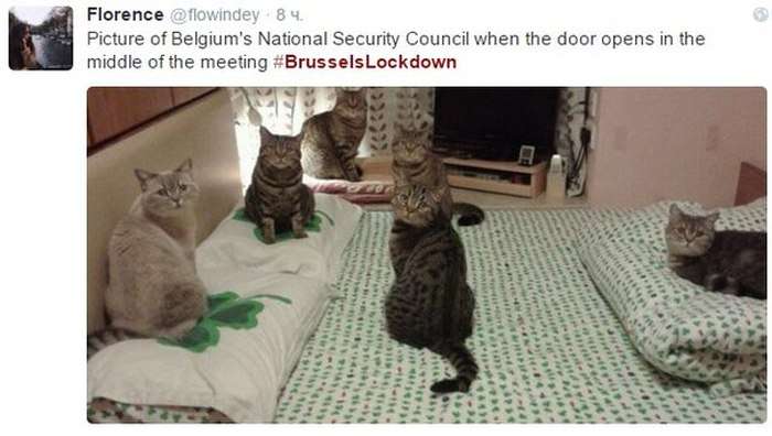 Замість фотографій антитерористичної операції в Брюсселі почали публікувати фото з котами (21 фото)