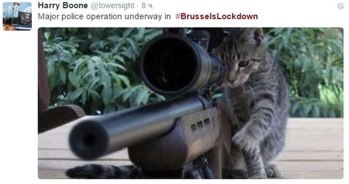 Замість фотографій антитерористичної операції в Брюсселі почали публікувати фото з котами (21 фото)
