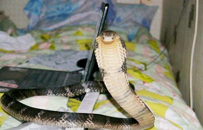 21-річний заводчик отруйних змій з Тольятті помер від укусу королівської кобри (5 фото)