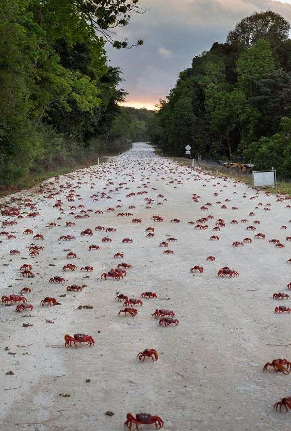 Міграція 120 мільйонів крабів на острові Різдва (11 фото)