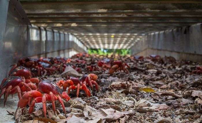 Міграція 120 мільйонів крабів на острові Різдва (11 фото)