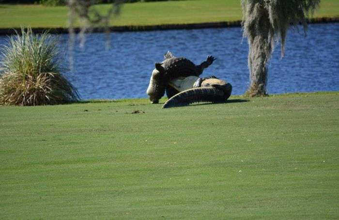 У Флориді два алігатора побилися на полі для гольфу на очах у здивованих гравців (7 фото)