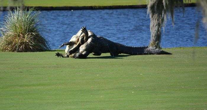 У Флориді два алігатора побилися на полі для гольфу на очах у здивованих гравців (7 фото)