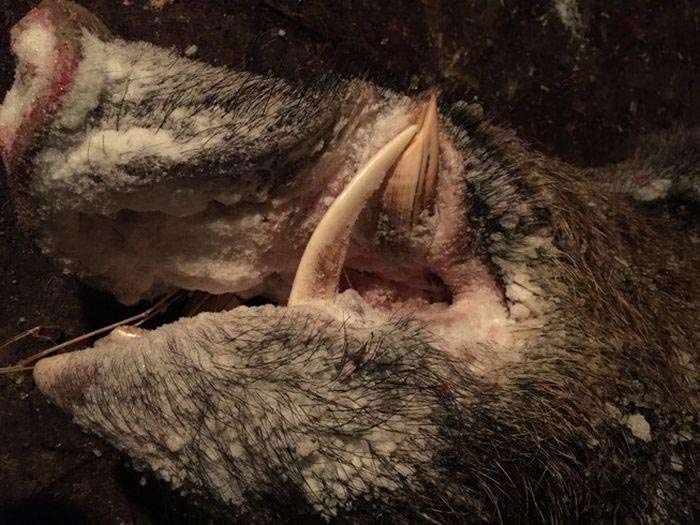 Челябінський мисливець застрелив величезного кабана вагою в півтонни (4 фото)