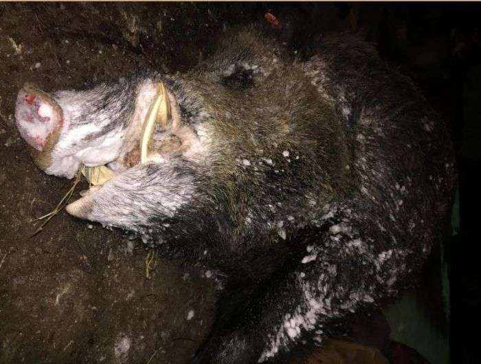 Челябінський мисливець застрелив величезного кабана вагою в півтонни (4 фото)