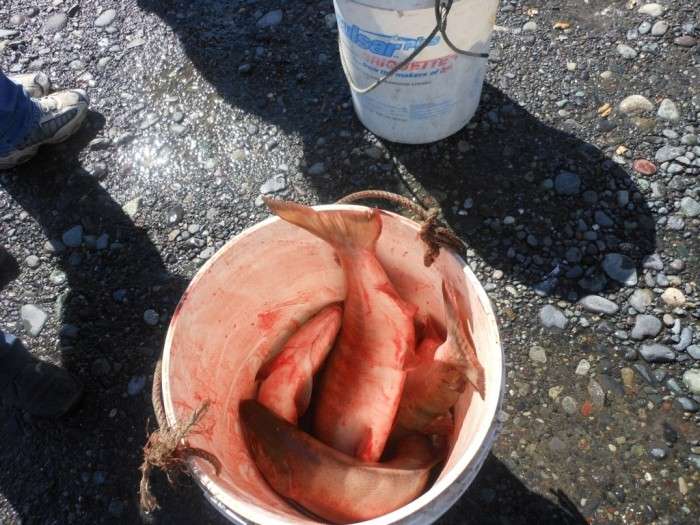 Як черпають рибу на Алясці (10 фото)