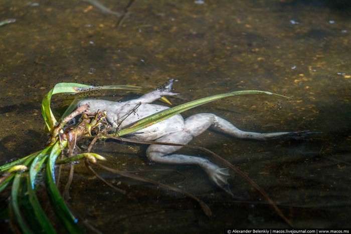 Як вирощують жаб на спеціальній фермі в Сінгапурі (15 фото)
