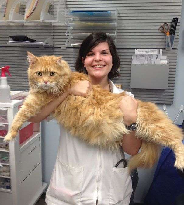 Мейн-кун - найбільші домашні кішки в світі (29 фото)