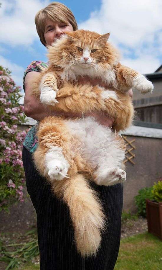Мейн-кун - найбільші домашні кішки в світі (29 фото)
