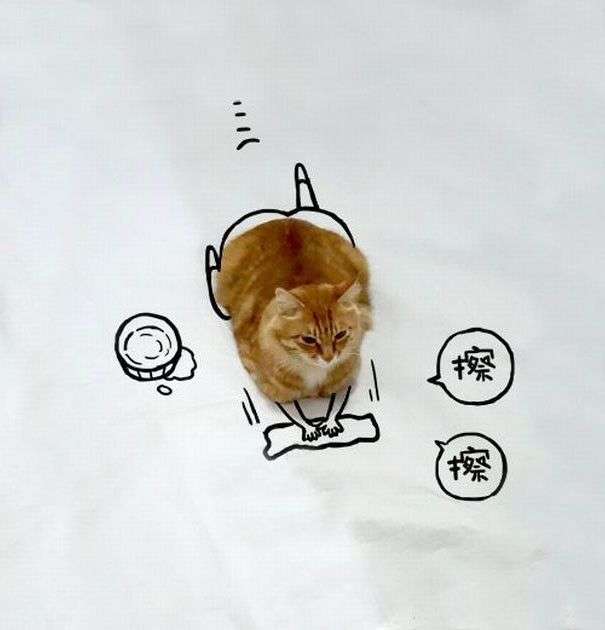 Новий тест на визначення творчих здібностей з фотографією кота (31 малюнок)