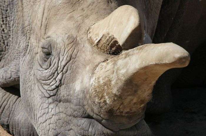 У США помер один з чотирьох залишалися на землі північних білих носорогів (5 фото)