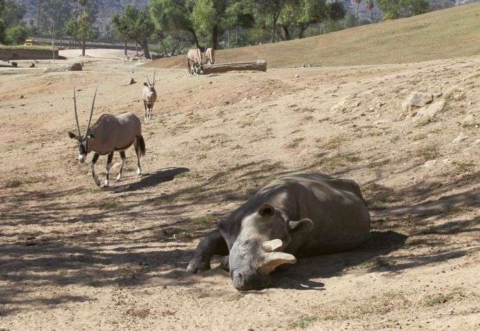 У США помер один з чотирьох залишалися на землі північних білих носорогів (5 фото)