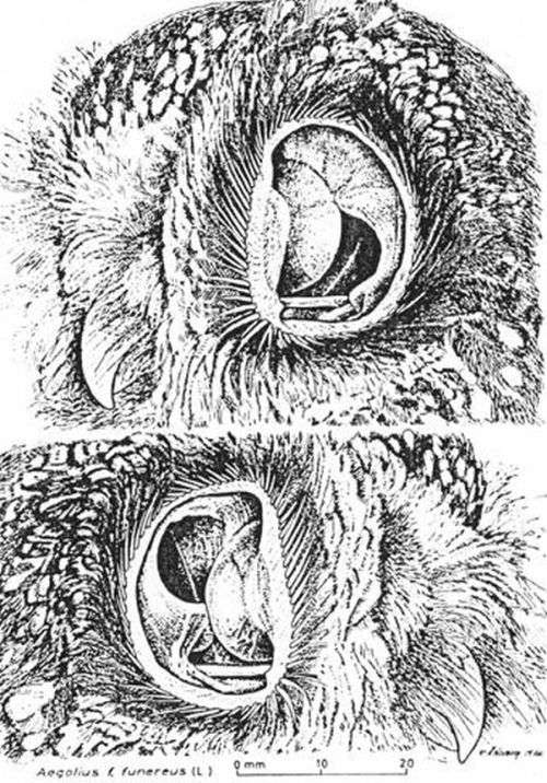 Що можна побачити у вухах сови (4 фото)