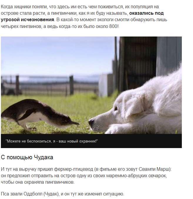 Собаки врятували карликових пінгвінів від лисиць (6 скріншотів)