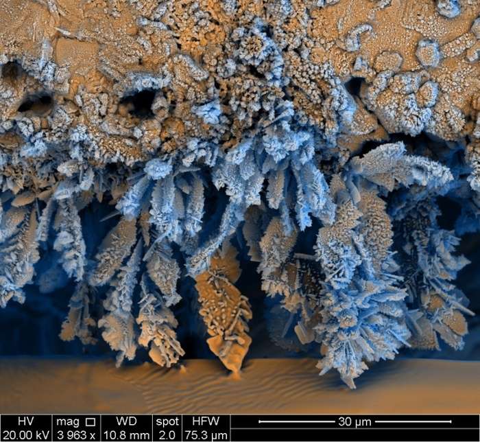 Дивовижні знімки, зроблені під мікроскопом (25 фото)