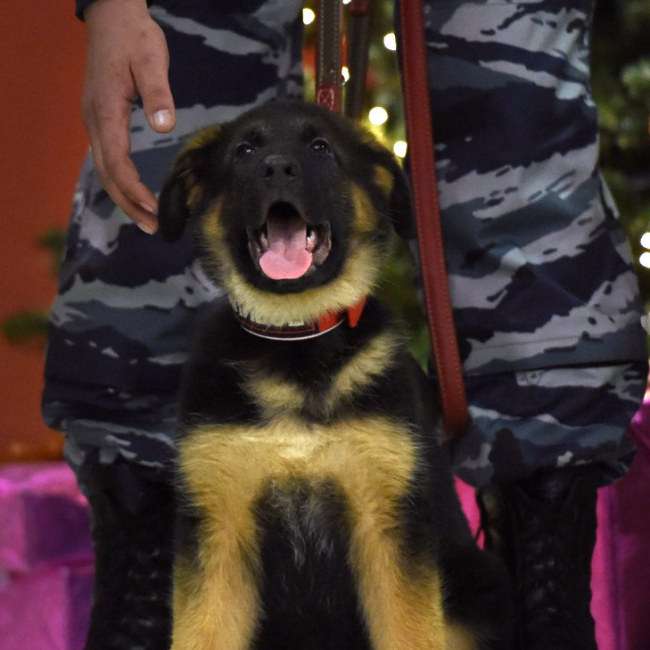 Чарівний щеня Добриня, подарований російськими поліцейськими французьким колегам (5 фото)