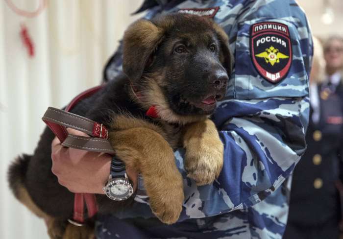 Чарівний щеня Добриня, подарований російськими поліцейськими французьким колегам (5 фото)