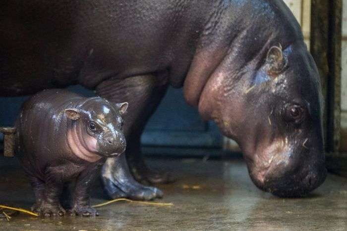 У зоопарку Брістоля показали 3-тижневого дитинча карликового бегемота (17 фото)