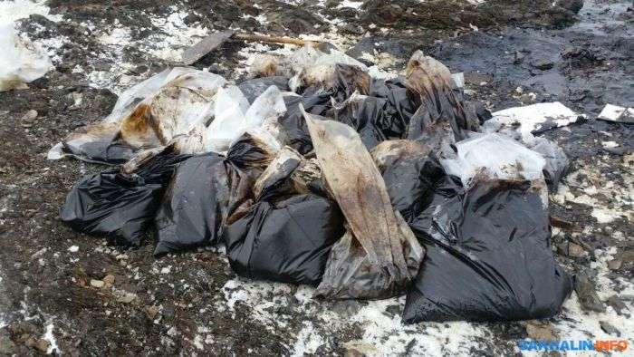 На Сахаліні нафтовики рятують бакланів, испачкавшихся в мазуті (6 фото)