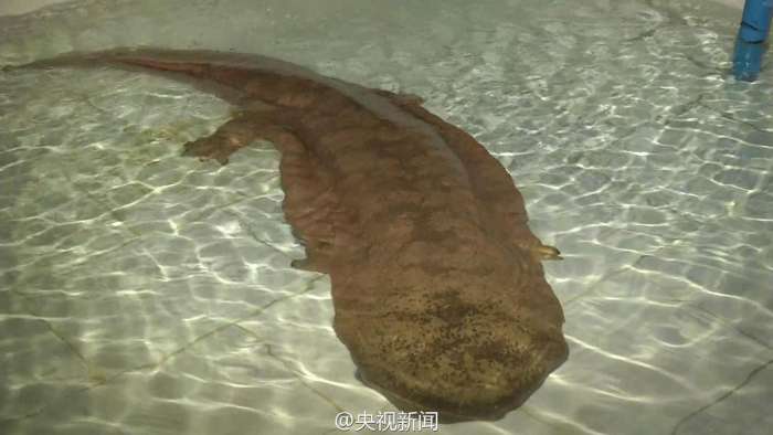 У Китаї знайдена рідкісна 200-річна гігантська саламандра (4 фото)