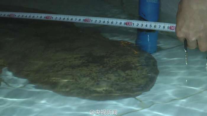 У Китаї знайдена рідкісна 200-річна гігантська саламандра (4 фото)