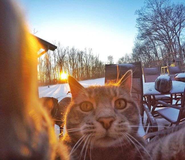 Менні - кіт, який знає толк в селфи (8 фото)