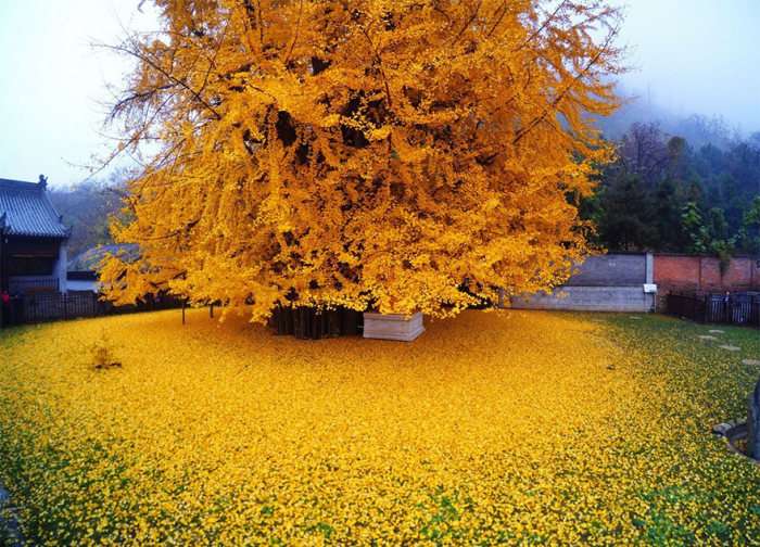 Море жовтих листя дерева гінкго у дворі буддійського храму в Китаї (5 фото)