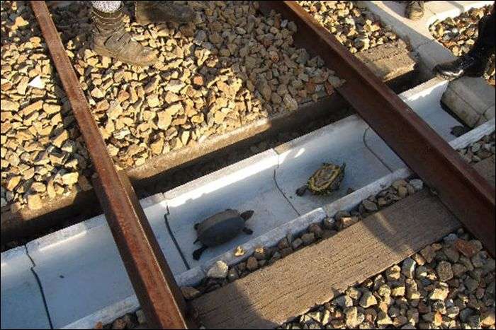 В Японії залізничні колії обладнали тунелями для черепах (3 фото)