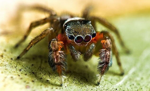 Арахнофобы, отвернитесь: обнаружены 5 новых видов пауков-скакунов Наука