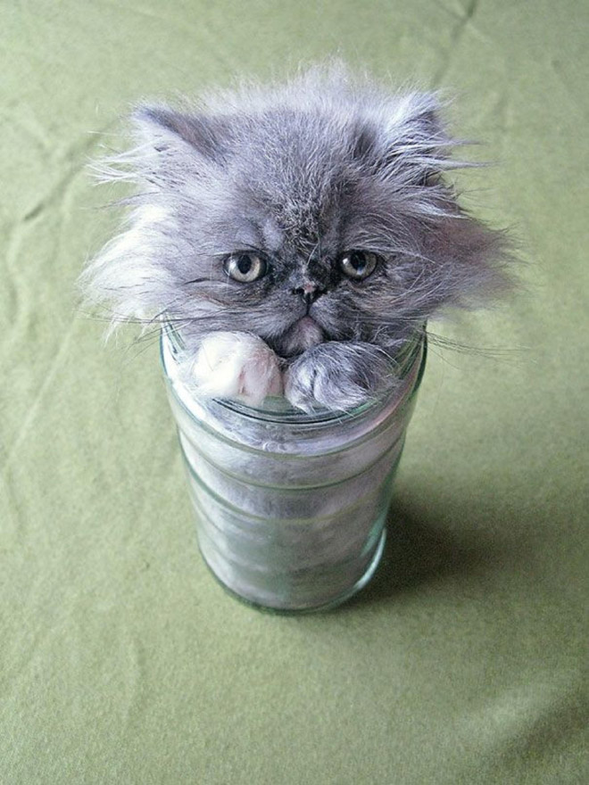 Пожалуй, сяду здесь… 10+ смешных котов в стеклянной посуде Приколы,животные,коты,приколы,смешные коты