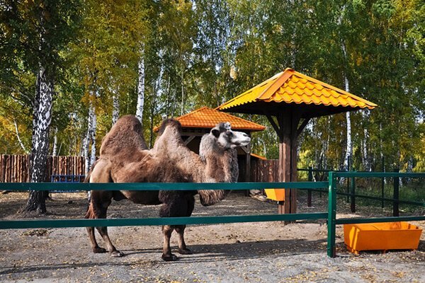 Детская площадка, зоопарк, прогулочная карета и другие развлечения Новосибирского крематория   Интересное