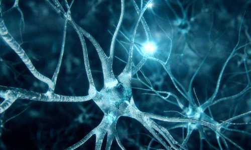 Оказалось, что мозг выращивает нейроны всю вашу жизнь! Вот что это значит для вас Интересное