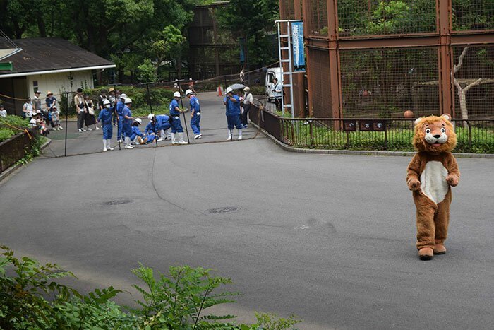 Побег плюшевого льва вызвал недоумение у обитателей японского зоопарка   Интересное