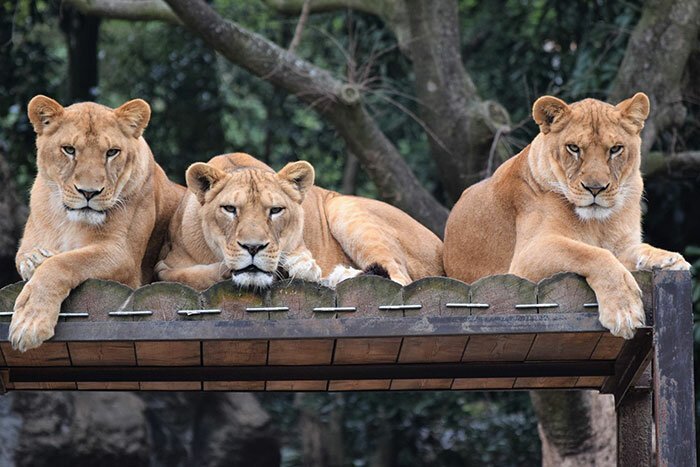 Побег плюшевого льва вызвал недоумение у обитателей японского зоопарка   Интересное