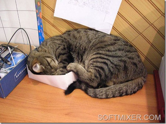 Крепкий сон – залог здоровья! животные,интересное,кошки и коты,юмор