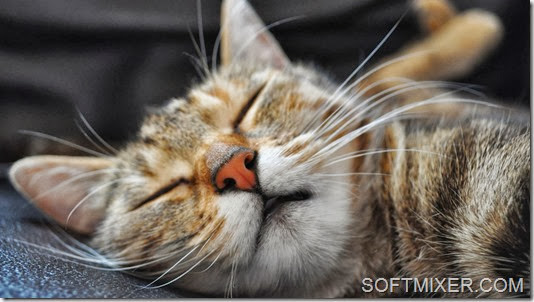 Крепкий сон – залог здоровья! животные,интересное,кошки и коты,юмор