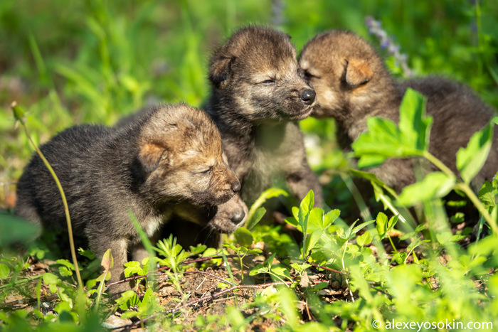 А вы видели новорожденных волчат? 