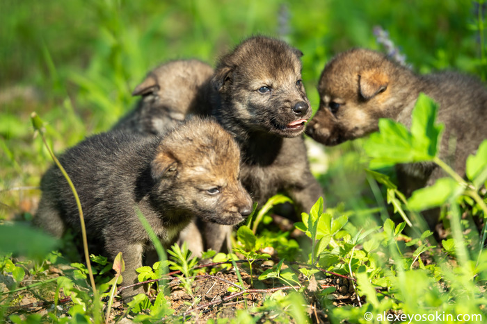 А вы видели новорожденных волчат? 