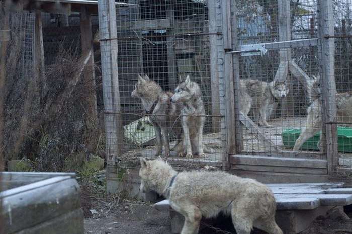 У Володимирській області зоозахисники врятували 20 хаскі з «пекельного розплідника» (13 фото)