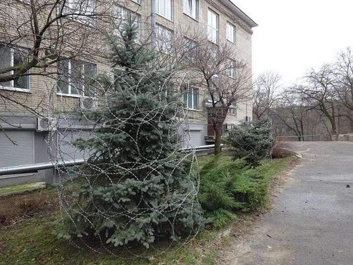 Кращий спосіб захисту ялинок від вандалів (4 фото)