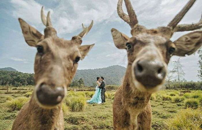 «Зіпсовані», але прикольні весільні фото (20 фото)