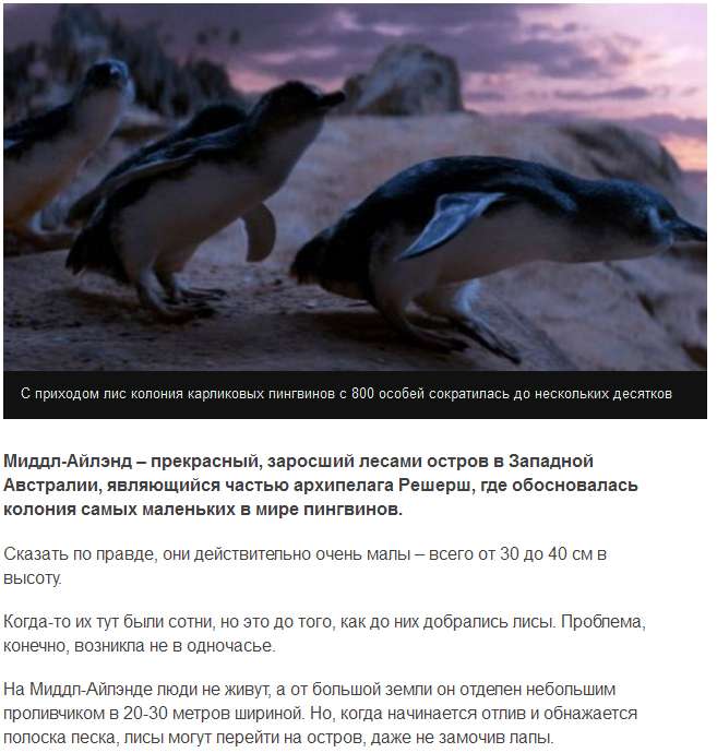 Собаки врятували карликових пінгвінів від лисиць (6 скріншотів)