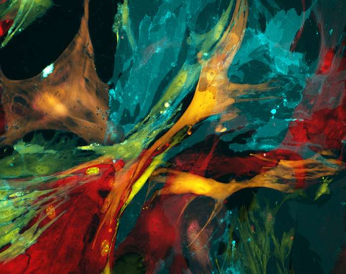 Кращі роботи конкурсу BioArt 2015 американського Товариства експериментальної біології (FASEB) (11 фото)