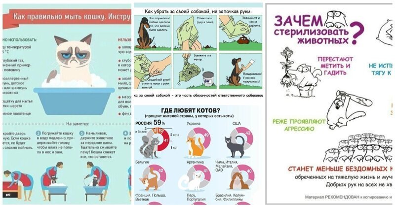 30 занимательных и очень полезных шпаргалок о домашних питомцах   Интересное