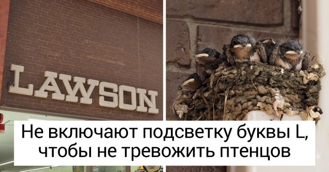10 примеров бережного отношения к природе, которые поразили нас в самое сердце Интересное