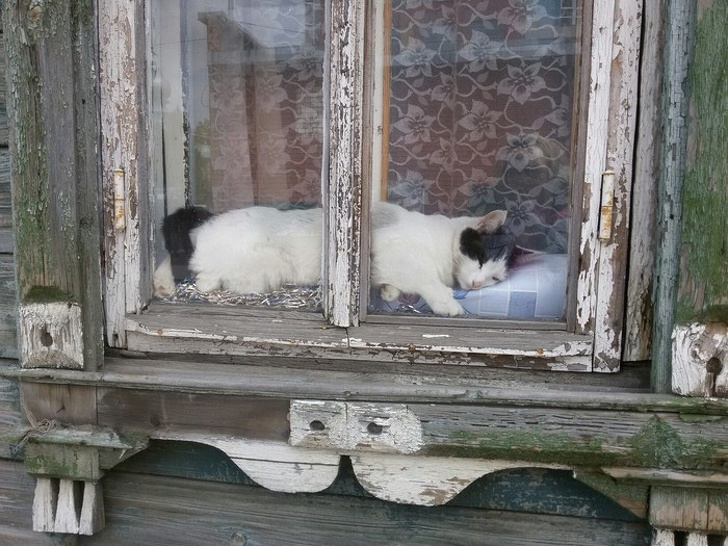 15 фотографий, сделанных у бабушки в деревне, которые действуют как отдушина в бетонных джунглях Интересное