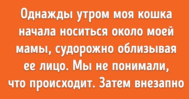 20+ человек рассказали о случаях, когда домашние животные поразили их интеллектом Интересное