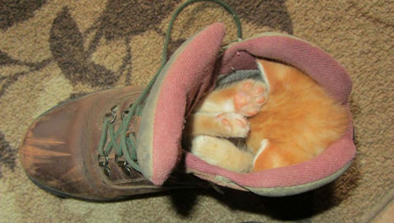 Милота дня! Фотографии животных, которые спят там, где захотят позитив,Смешные животные